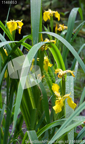 Image of Yellow Water Flag leaf closeup with some water drops