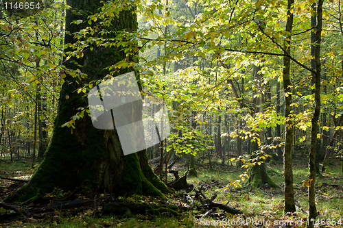 Image of Giant oak tree grows among hornbeam