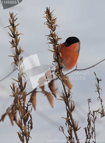 Image of Eurazian Bulfinch male sitting