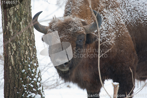 Image of European bison bull in the Bialowieza Forest