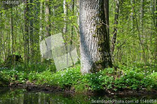 Image of Old oak in springtime and windflowers