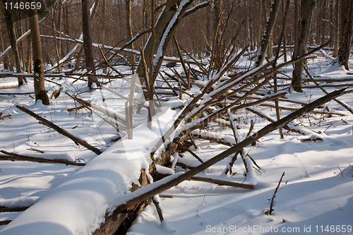 Image of Winter landscape of natural forest with dead spruce tree