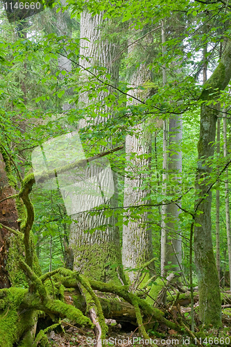 Image of Two old oaks with moss wrapped broken branches