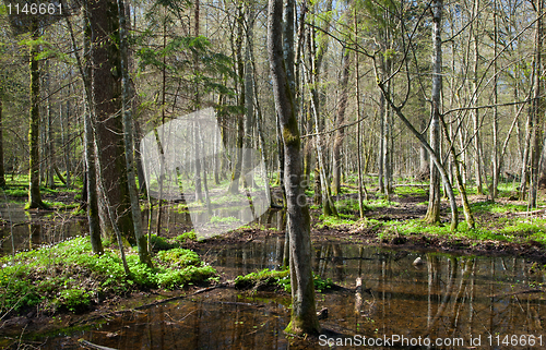 Image of Stand in springtime with water and anemone flowering