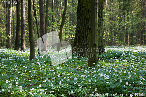 Image of Springtime Windflowers floral bed in deciduous stand