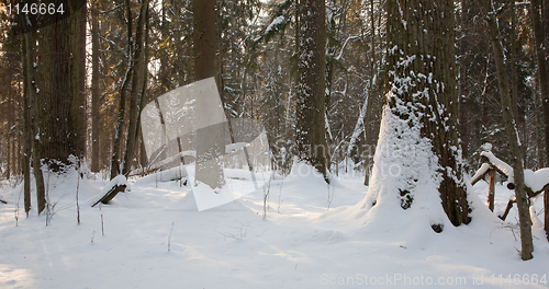 Image of Mixed stand in sunny wintertime morning