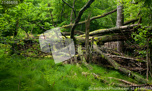 Image of Grassy glade inside deciduous stand