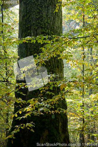 Image of Giant oak tree grows among hornbeams