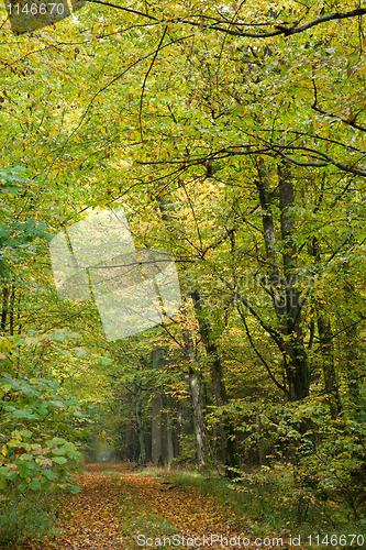 Image of Autumnal ground road in midday