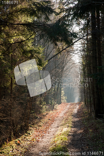 Image of Ground road crossing autumnal coniferous stand
