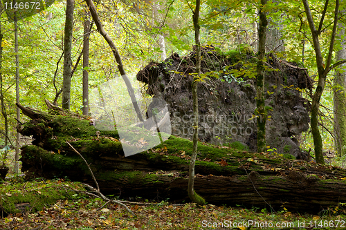 Image of Large moss wrapped tree lying