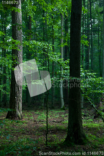 Image of Mixed stand just before sunrise