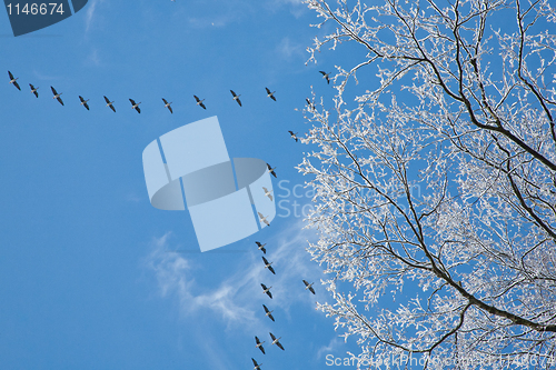 Image of Snow wrapped alder branch and flock of geese flying over