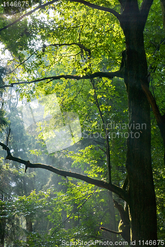 Image of Sunbeams entering deciduous stand