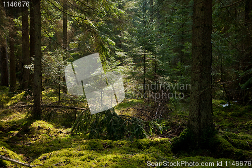 Image of Young norwegian spruces illuminated 