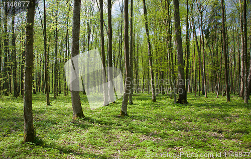 Image of Deciduous stand of Bialowieza Forest Landscape Reserve at sunny springtime day
