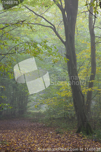 Image of Old hornbeam tree over path in mist