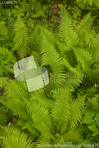Image of Top view of Fern based floral pattern