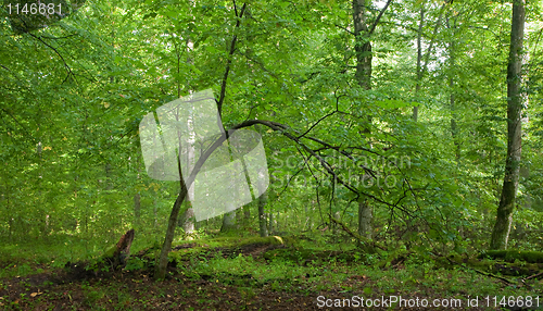 Image of Summertime lush foliage of deciduous stand