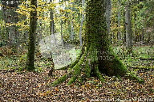 Image of Very old oak moss wrapped butt