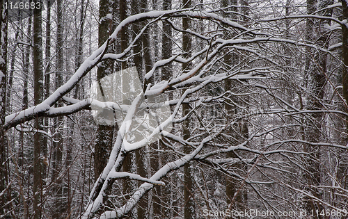 Image of Alder tree branches snow wrapped