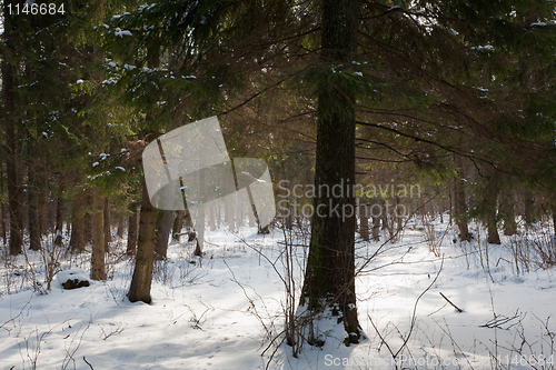 Image of Natural coniferous stand in winter