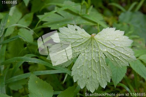 Image of Reverse side of plant leaf 