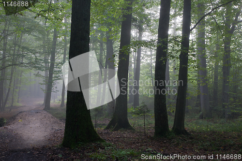 Image of Oak and hornbeam trees against light of morning