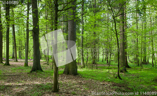 Image of Early spring morning in mixed stand