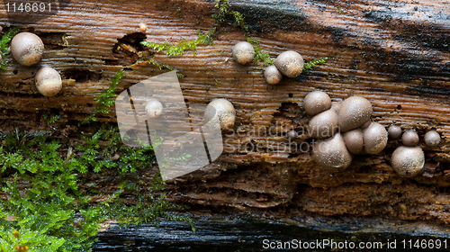 Image of Old tree trunk moss with some fungus