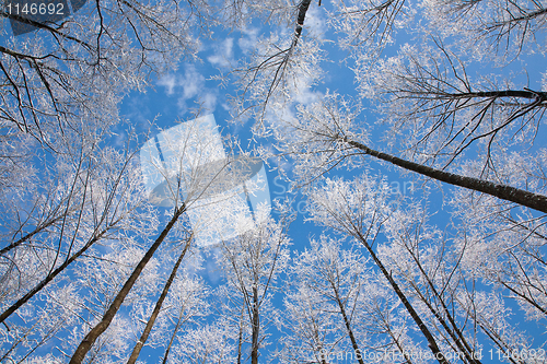 Image of Alder tree crowns snow wrapped against blue sky