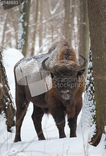 Image of European bison bull in winter