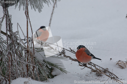 Image of Pair of Bullfinch male sitting