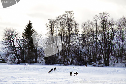Image of Winter landscape 