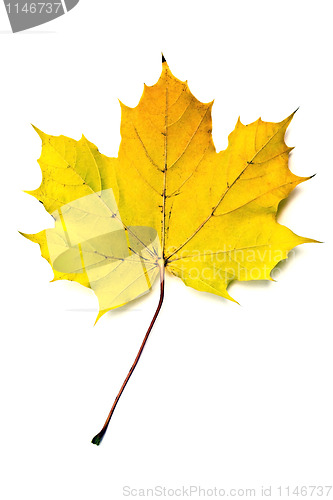Image of Autumn yellow maple leaf