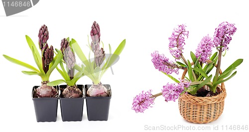 Image of hyacinth flowers