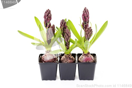 Image of hyacinth buds