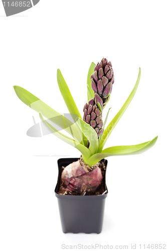 Image of hyacinth buds