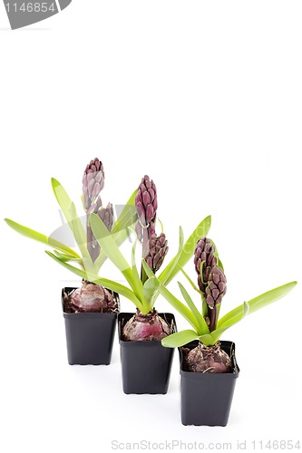 Image of hyacinth buds