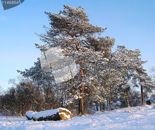 Image of Winter in City Park