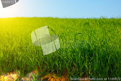 Image of field and sun