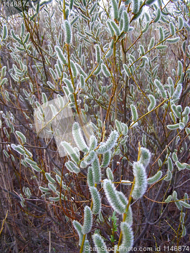 Image of Pussy-Willow