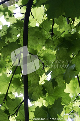 Image of Green Leaf Texture