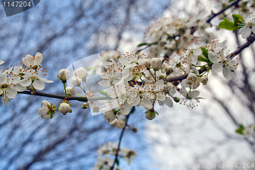 Image of flowering tree