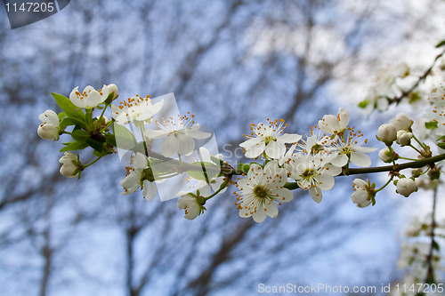 Image of flowering tree