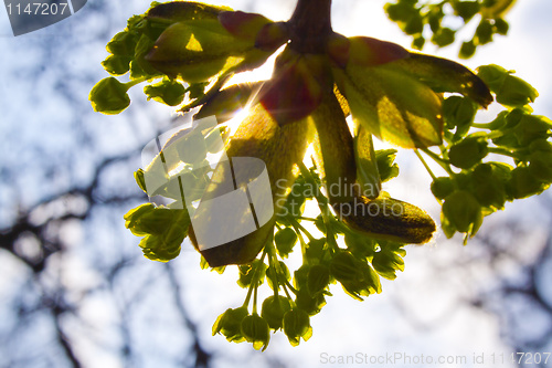 Image of trees