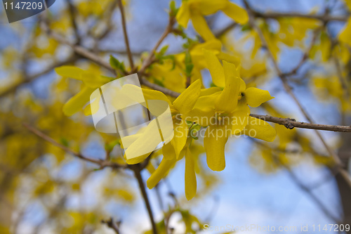 Image of yellow flower,