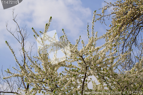 Image of flowering tree