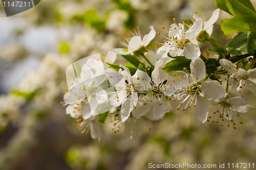 Image of flowering tree