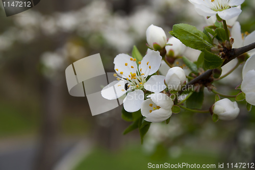 Image of flowering tree
